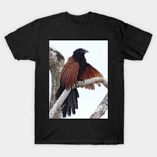 JUNGLE COUCAL T-Shirt